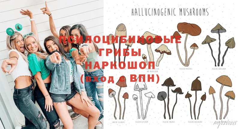 omg как войти  Карабулак  Галлюциногенные грибы Psilocybine cubensis 